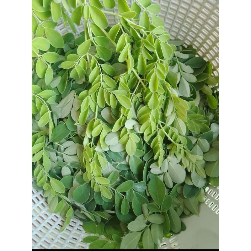 

Daun kelor segar 250grm