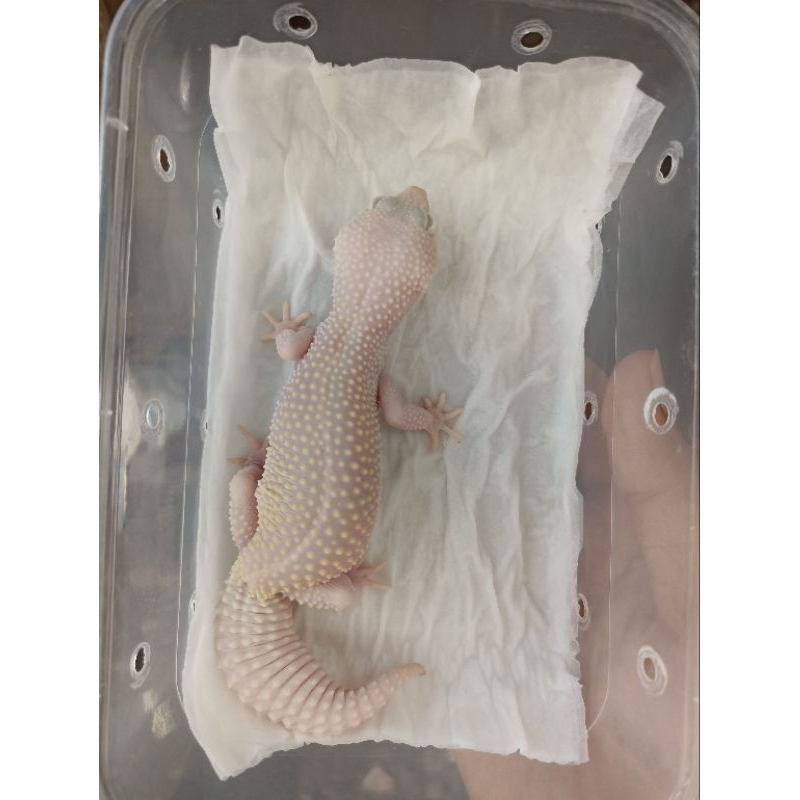 Leopard Gecko DB poss Snow