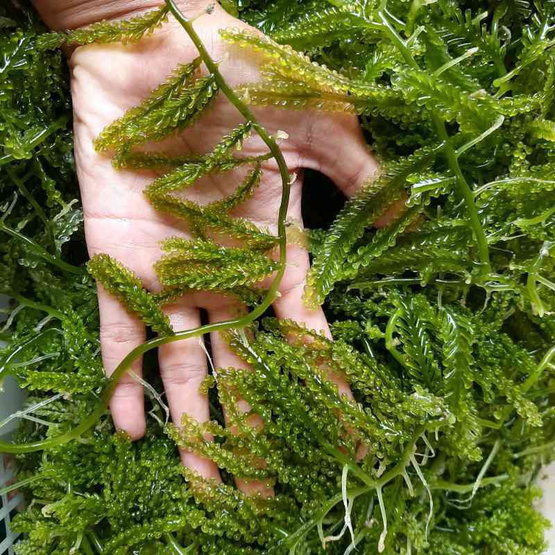 

Anggur Laut | Latoh | Lawi - Lawi | 500Gram Gratis 250Gram