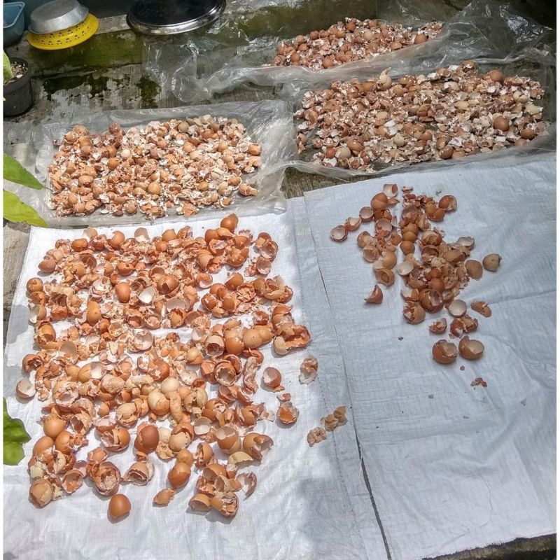 

cangkang telur