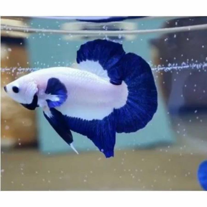 promo cupang blue rim (big colour) cocok untuk hiasan akuarium akuascape dan soliter