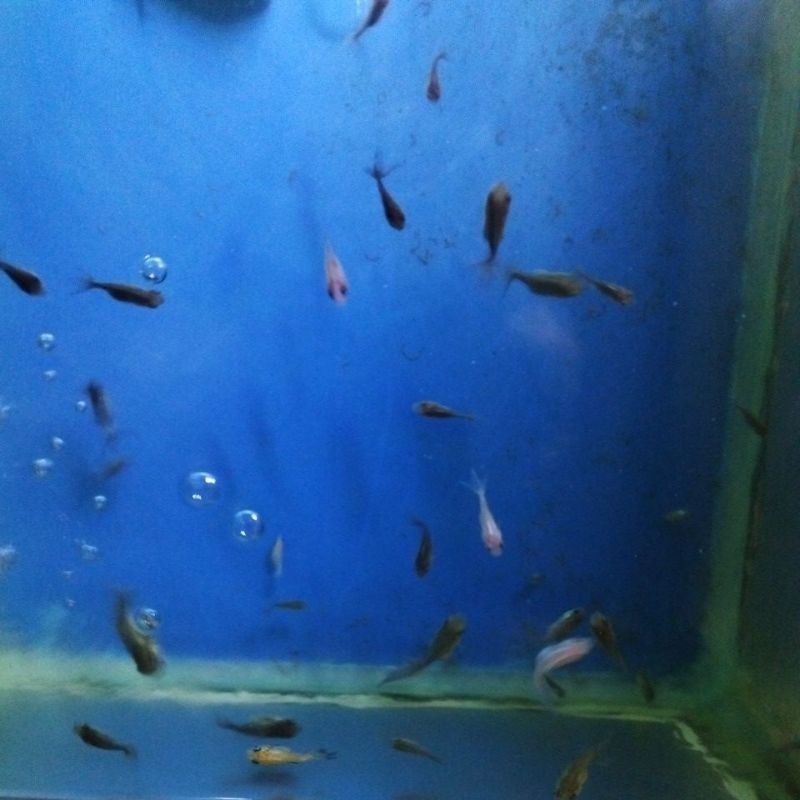 ikan anak baby burayak koki panda oranda