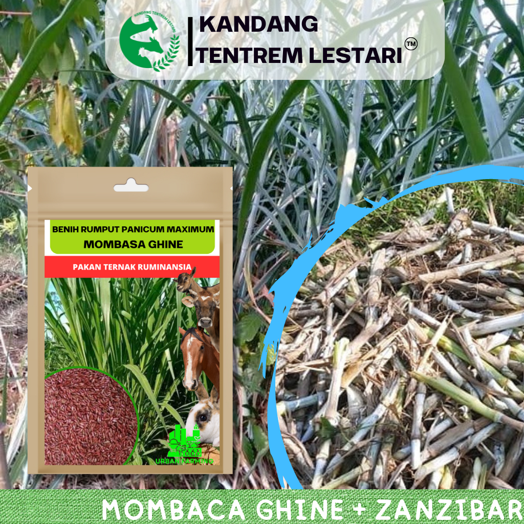 Benih Mombaca Ghine 400 Biji Urban Farming Bonus 1 kg Bibit Zanzibar Mombasa Pakan Ternak