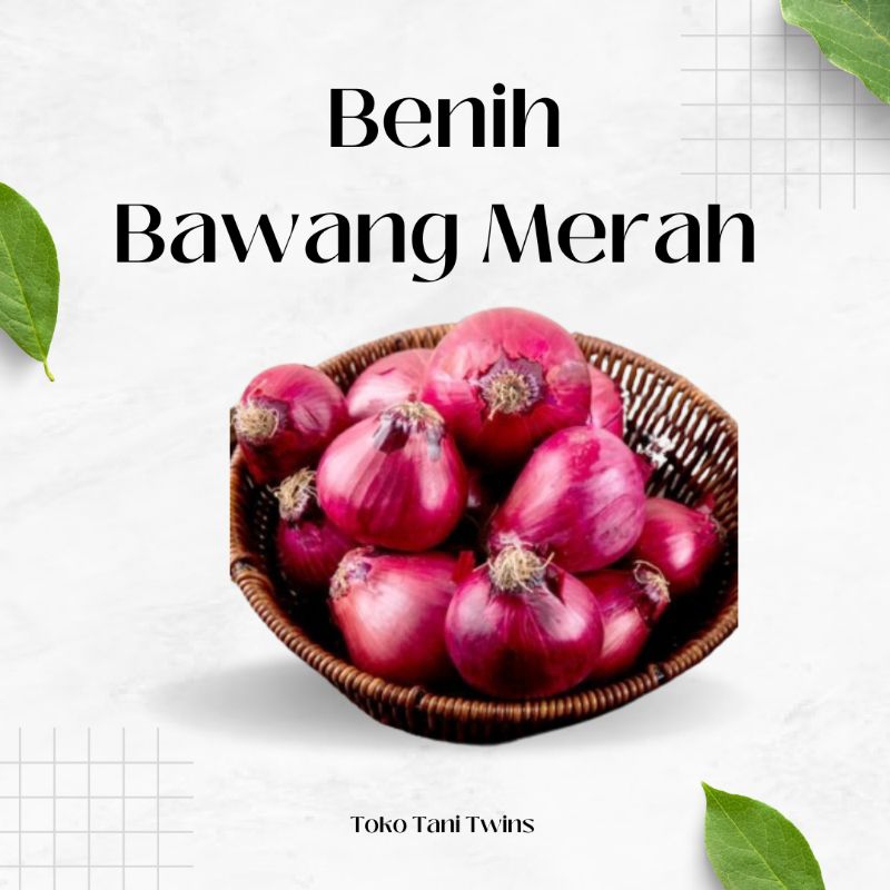 

Benih Bibit Bawang Merah 50 Benih