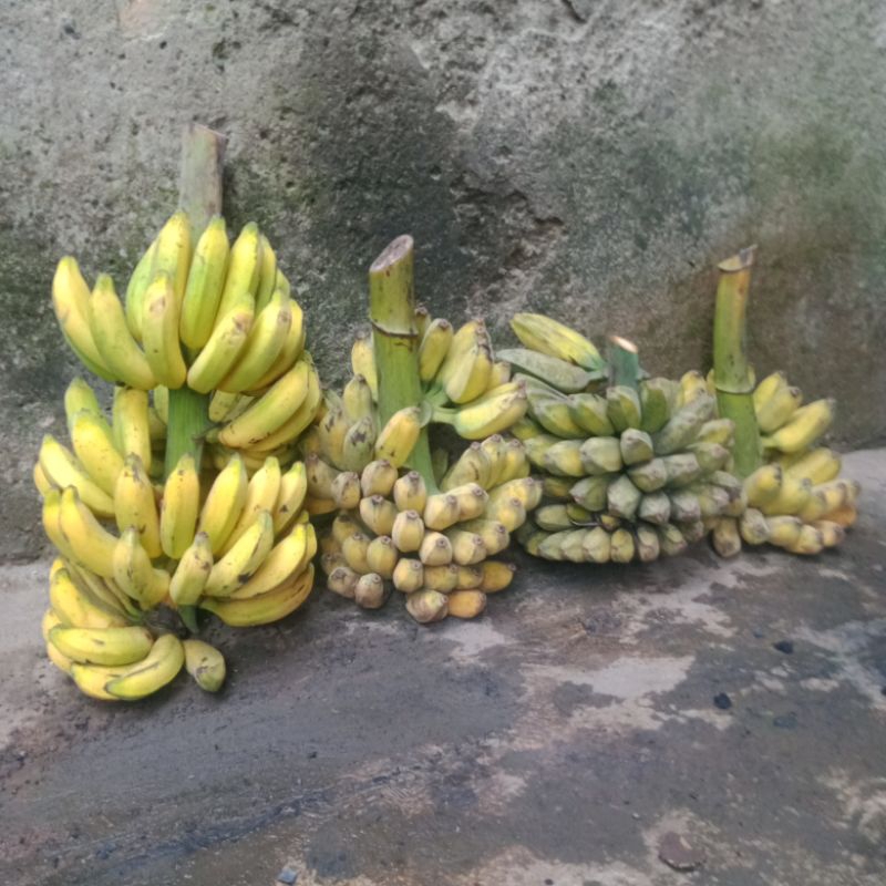 Obat Semprot Pisang/Ethrel/Pemasak/Pematang Buah Pisang