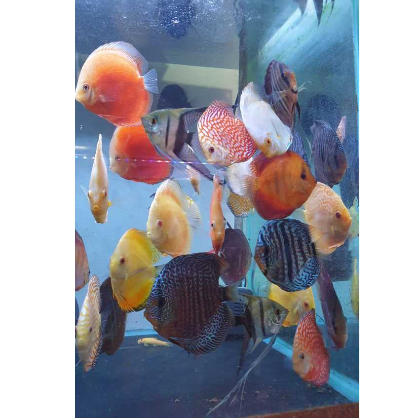 Discus Size 4-5 inc