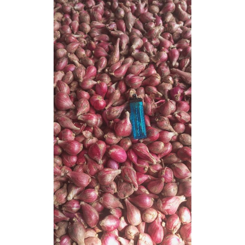 

bawang merah