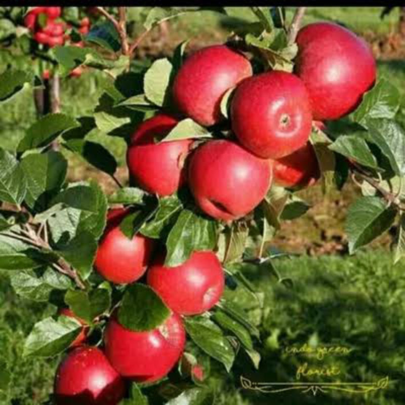 Bibit apel fuji cangkok COD