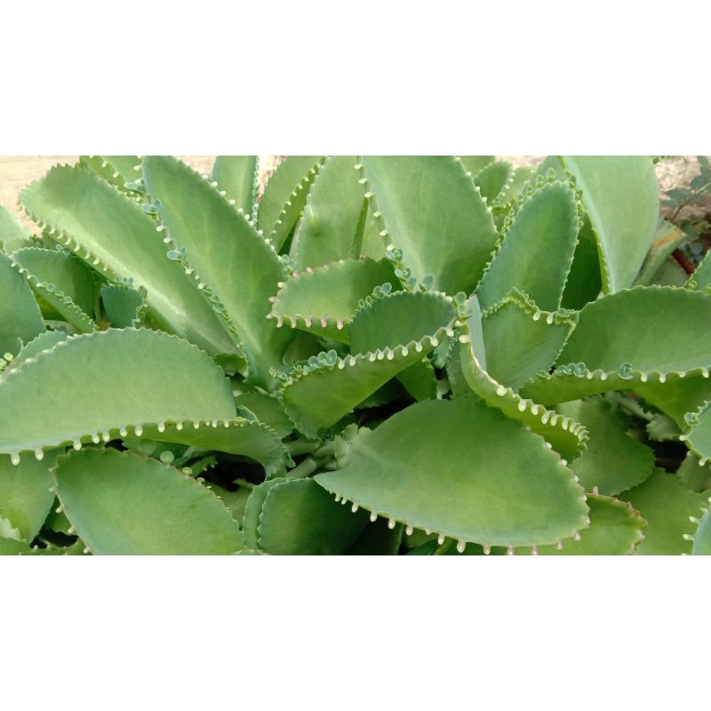 

daun cocor bebek daun buntiris herbal alami segudang manfaat 100 gr segar fresh