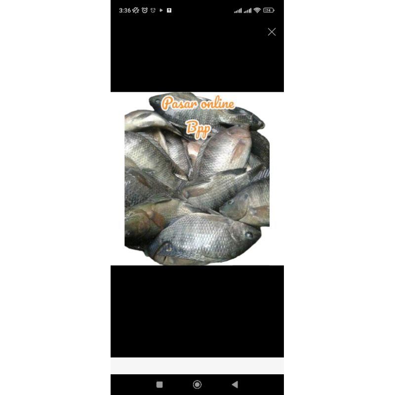 

ikan Nila hidup