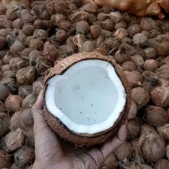 

KELAPA PARUT PER BIJI / kelapa parut segar /kelapa bondowoso