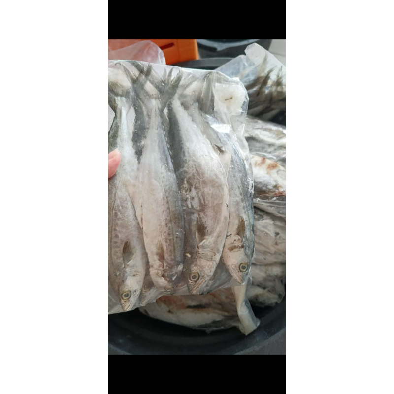 

ikan tenggiri sedang