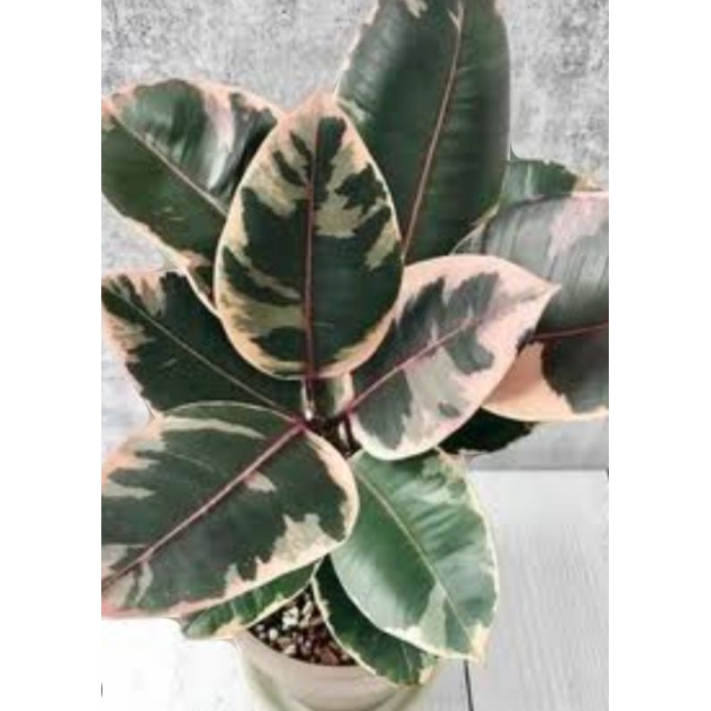 Ficus Elastica Variegata