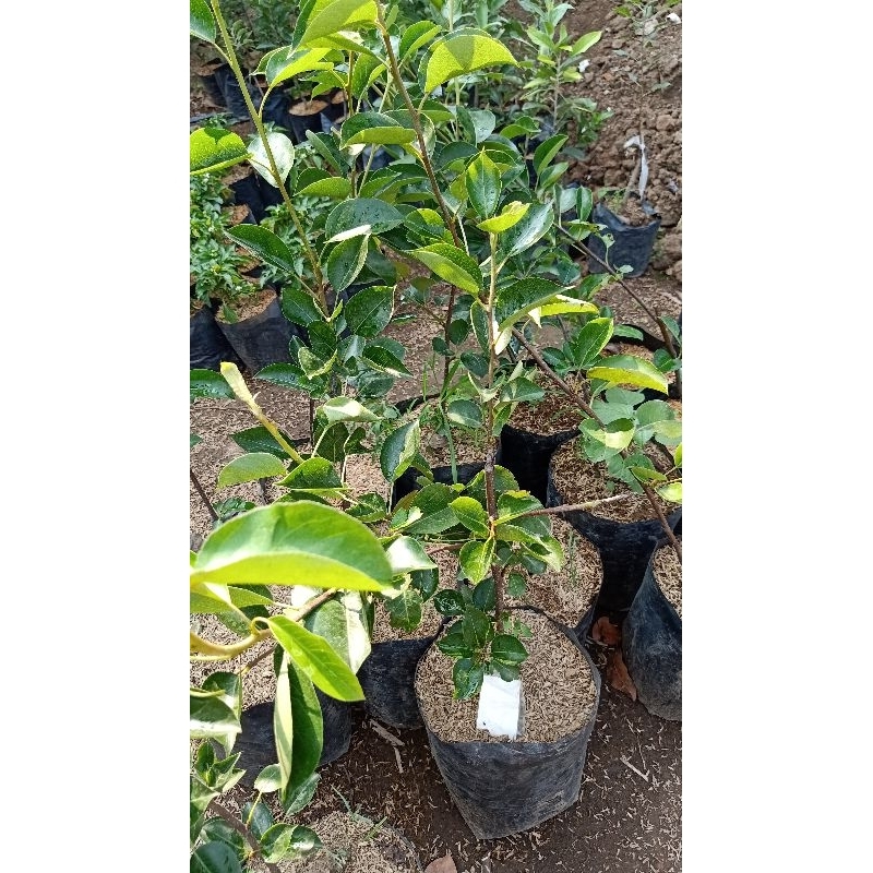 Bibit buah pir madu cangkok