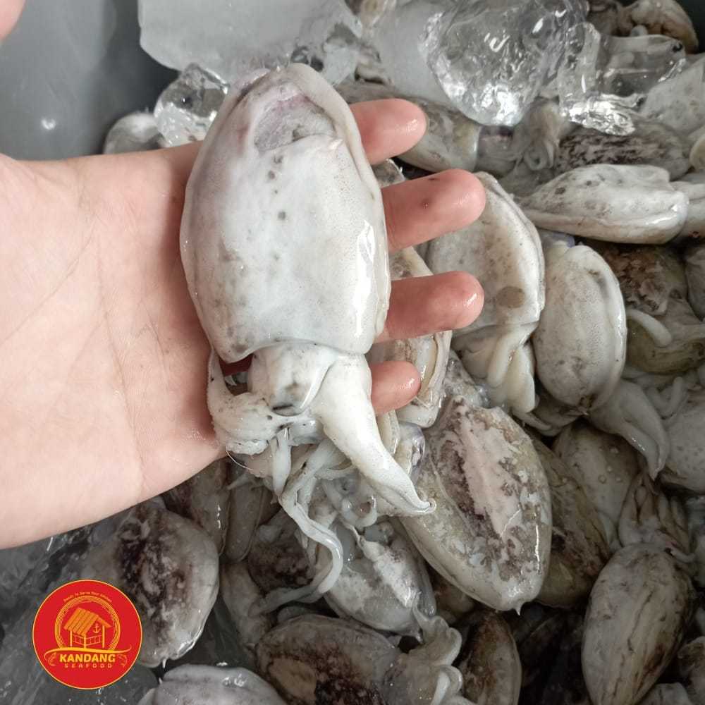 

Cumi Sotong / Cumi Sontong / Balakutak Fresh Segar 1 Kg