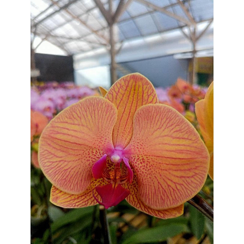 anggrek bulan premium orange garis merah phalaenopsis hybrid bunga besar kondisi knop mekar