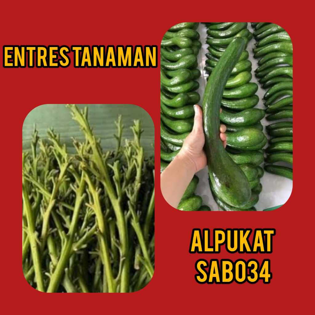 Entres / Mata Tunas Alpukat SAB 034