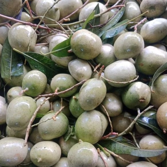 

BUAH MANGGA MUDA SEGAR / MANGGA MUDA RUJAK FRESH 1 KG