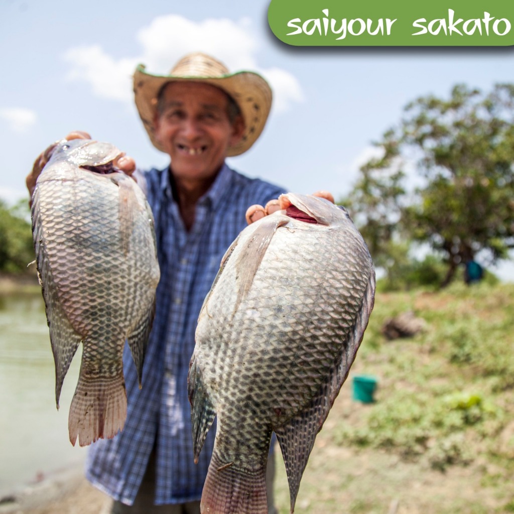 

Ikan Nila Segar 450gr - Saiyour Sakato