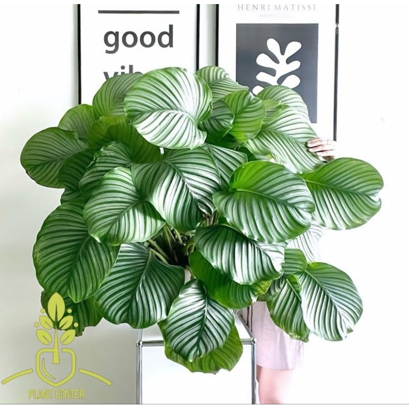 Tanaman Hias Calathea Orbifolia - Calathea Orbifolia