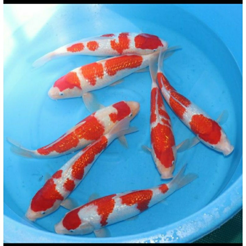

koi kohaku berkualitas grade A+ ukuran 20-30cm