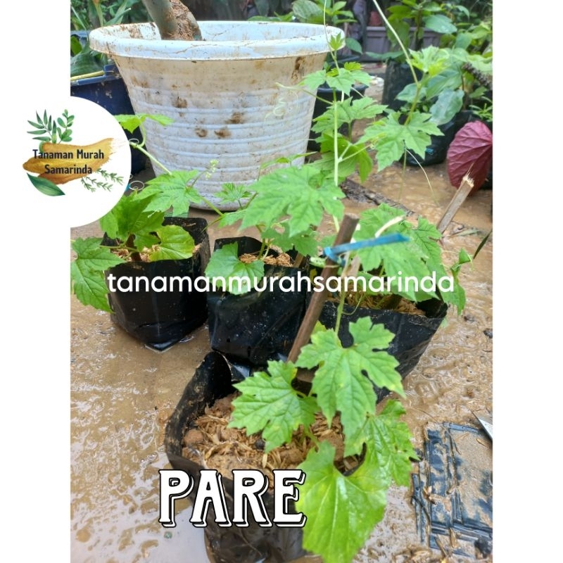 

TMS~ Pare Herbal Pare Mini Pare kecil Pare hutan