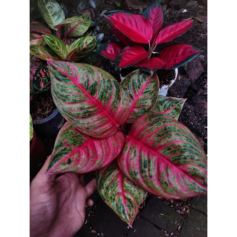 Aglonema hugges merah tanian lokal