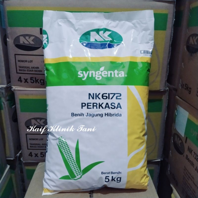 Benih Jagung Hibrida NK 6172 PERKASA 5KG - Jagung NK Perkasa Produksi Syngenta Cap NK