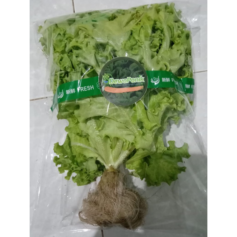 

Selada Hijau FRESH HIDROPONIK PERPACK JOGJA