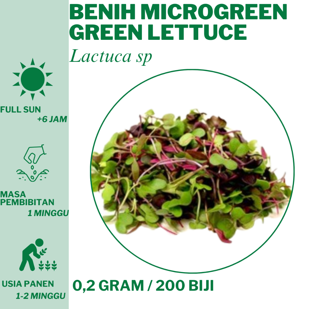 277 Benih Microgreen Green Lettuce Selada Hijau  Bibit Unggulan Hidroponik Tanam
