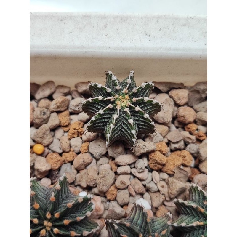 Kaktus Gymnocalycium Gymno LB 2178 Ori dari biji