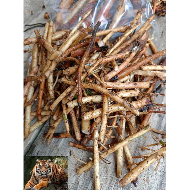 

Akar pinang segar baru petik 250 gram