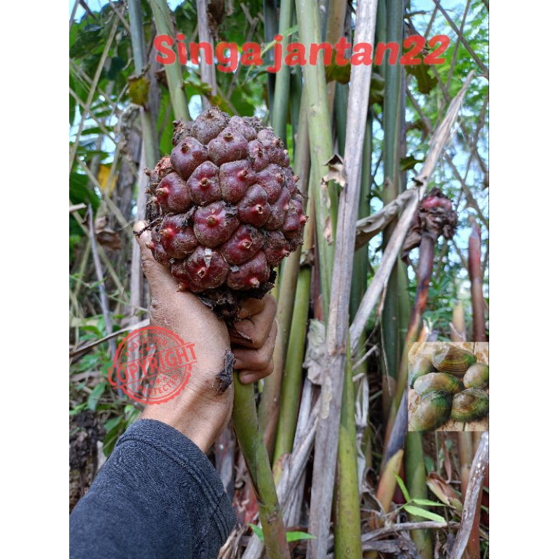 

Bibit Laka merah asli asam cakala Bibit Kecombrang