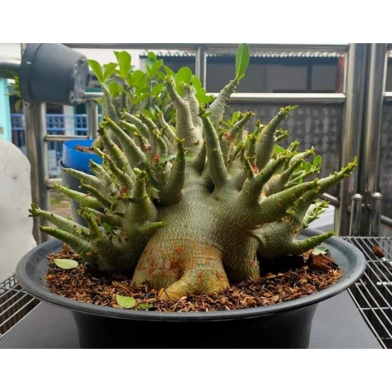 RB adenium arabicum hybrid