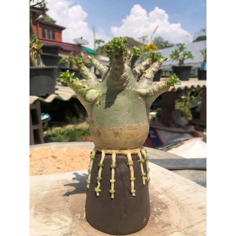 RB adenium arabicum hybrid