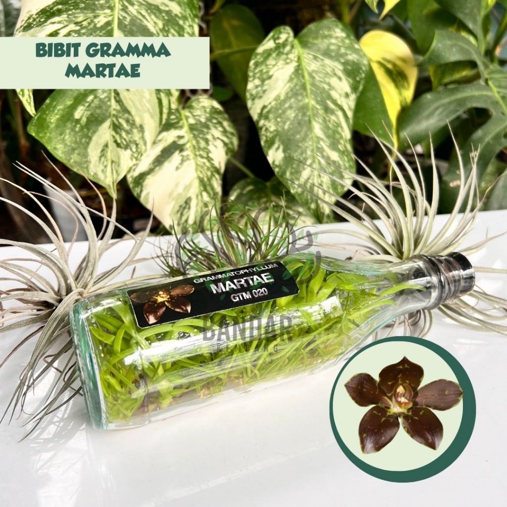 Anggrek Gramma Botolan MARTAE Warna Gelap Elegant Siap Aklim