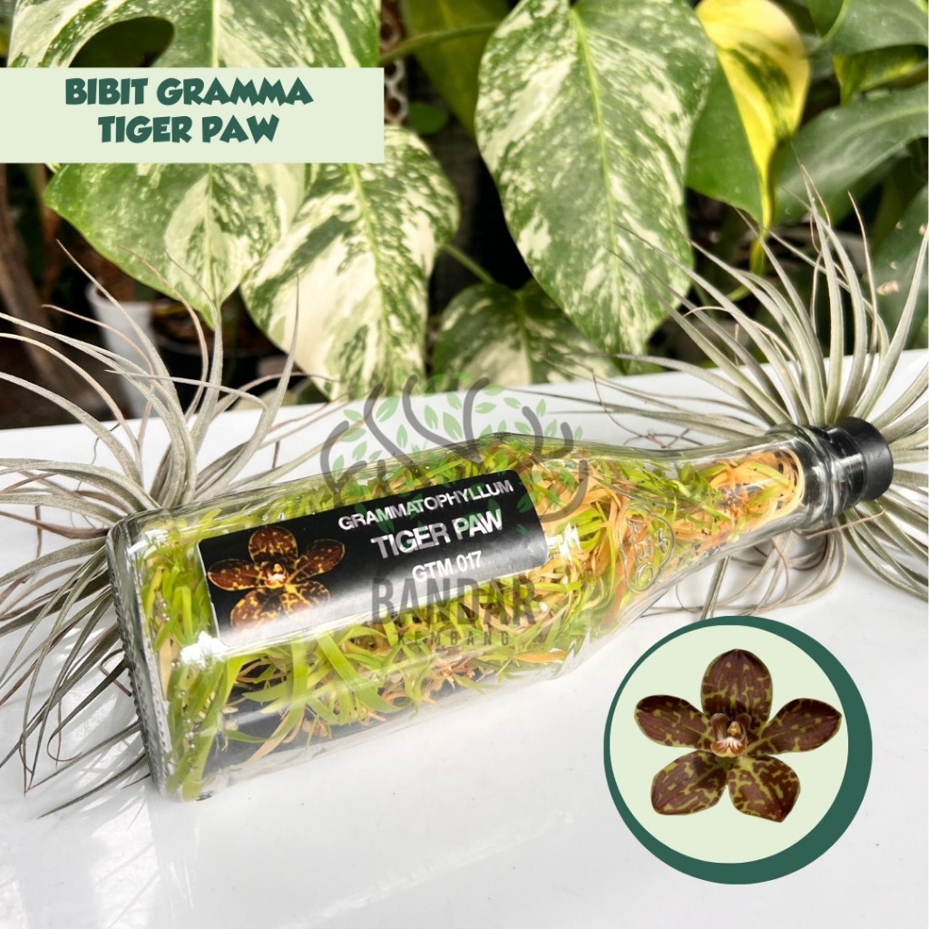 Botolan Gramma TIGER PAW Anggrek Kolektor Anggrek Macan Siap Aklim
