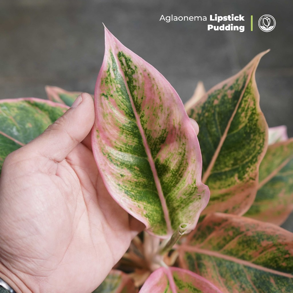Aglonema Lipstik Puding