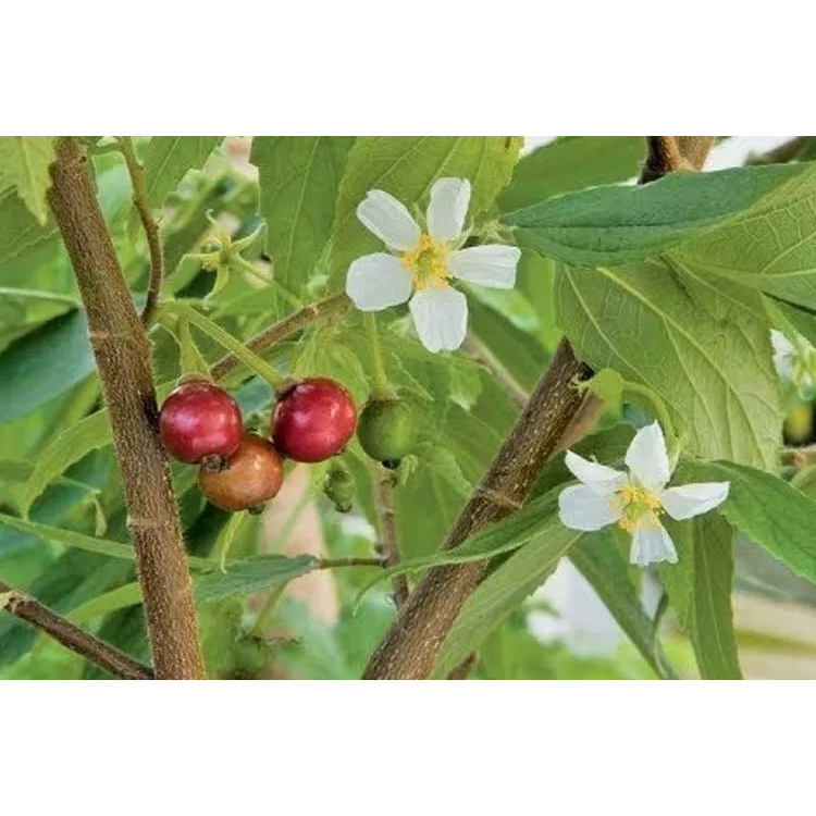 Bibit Tanaman Buah Ceri Kersen / Ceri Kersen Baleci