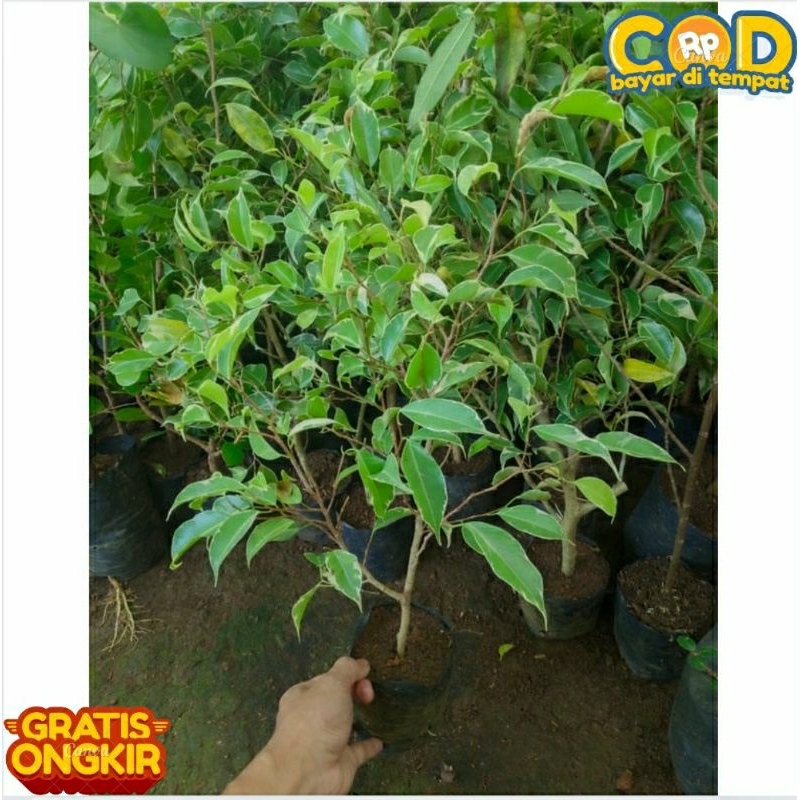 Bahan bonsai beringin benjamin varigata atau beringin putih