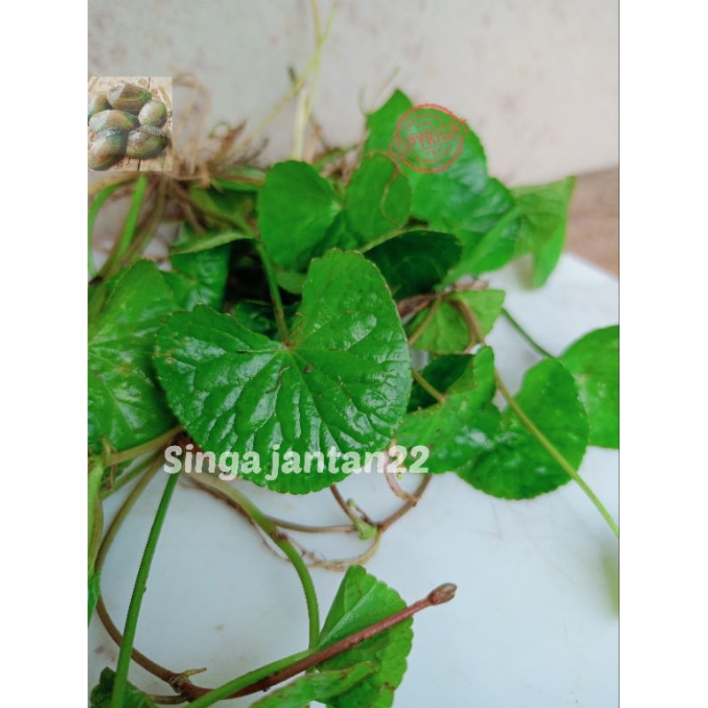 

Antanan lalapan Daun pegagan segar 500 gram