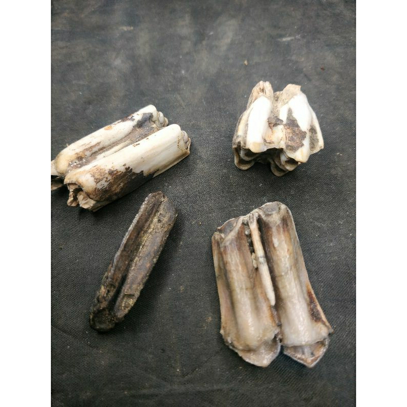 4 biji siung warak yg ada di foto