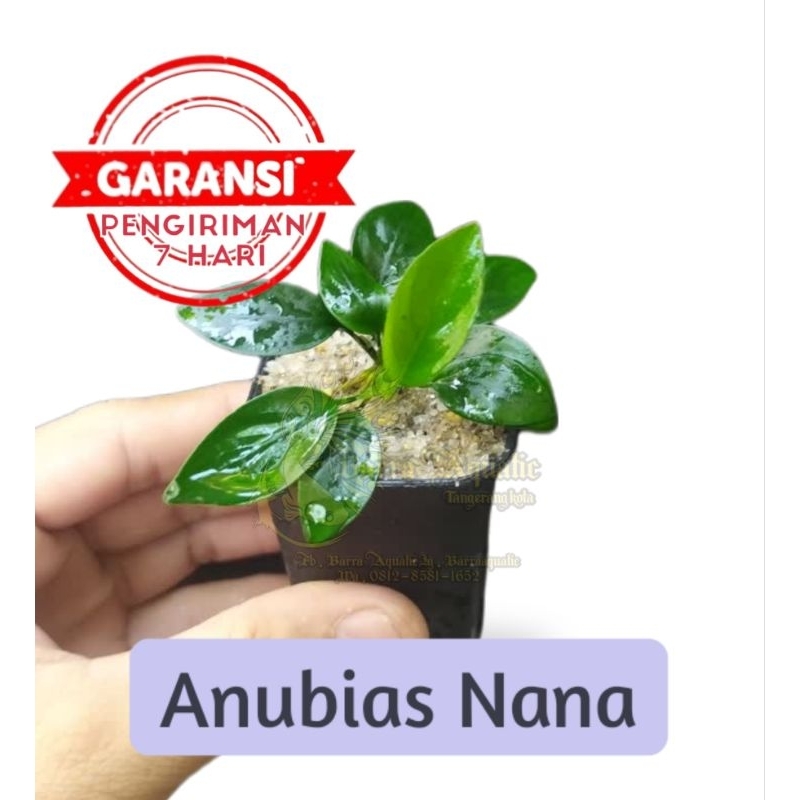 Anubias Nana Size S, M Tanaman Aquascape