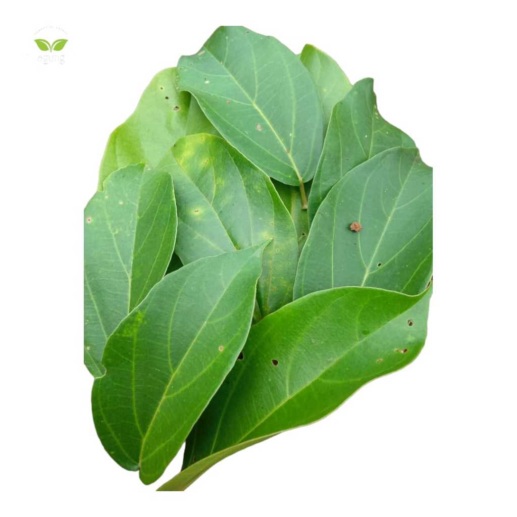 

DAUN CINGCAU SEGAR HIGIENIS / LEMBAR