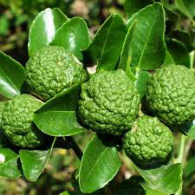 

jeruk purut fresh 500g