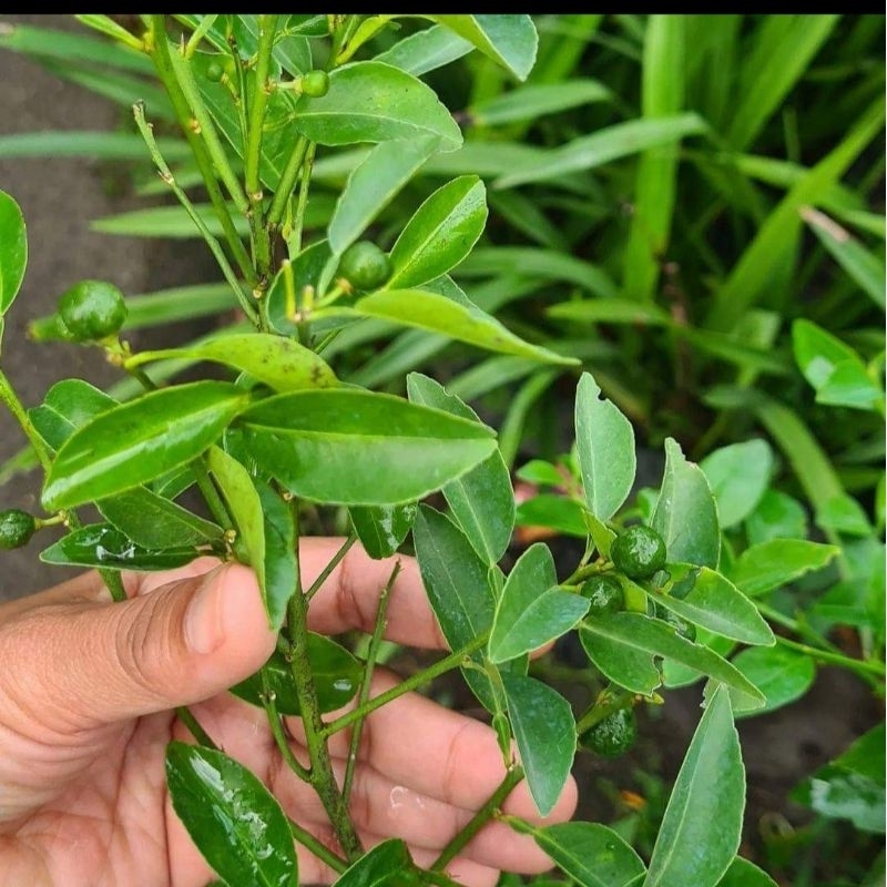 BIBIT JERUK LIMAU BERBUAH LEBAT (BUAT SAMBAL)