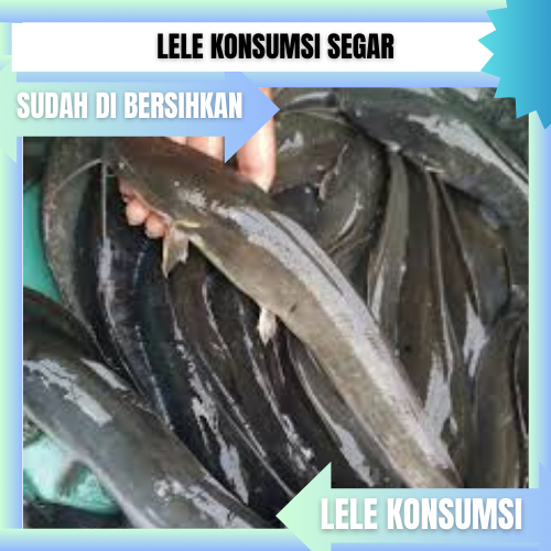 

Lele konsumsi segar sudah di bersihkan 1KG