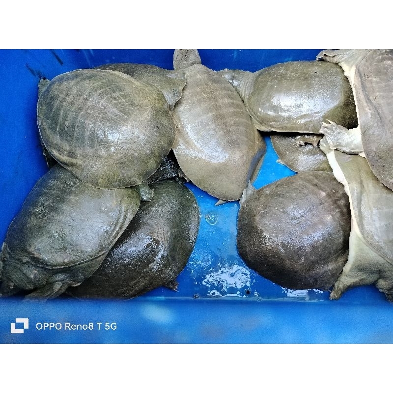 Pio,bulus hidup size 1kg-1ekor