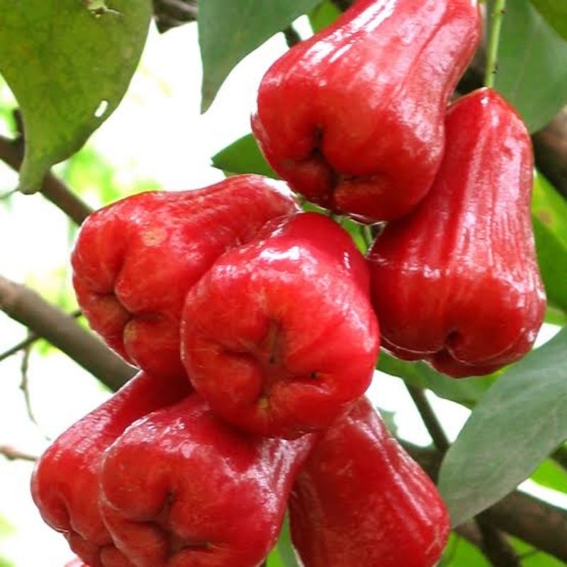 Bibit jambu air citra super manis