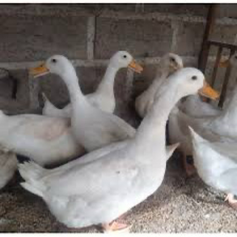 

TELUR FERTIL BEBEK PEKING UNTUK DITETASKAN